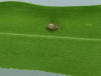 05  Von Schlupfwespen parasitierte tote Blattlaus. Auf der Gerstenpflanze fanden sich insgesamt 3 dieser "Läusehüllen". Ein Insektizideinsatz wäre falsch gewesen. Am unteren Blattrand die in diesem Frühjahr häufig zu sehenden Blattkräuselungen (Ursache Wachstumsstress).
