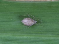 06  Von Schlupfwespen parasitierte tote Blattlaus. Auf der Gerstenpflanze fanden sich insgesamt 3 dieser "Läusehüllen". Ein Insektizideinsatz wäre falsch gewesen.