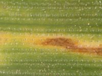 03a  Beginnender Septoriabefall auf den unteren Weizenblättern (25.05.16)