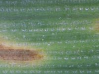 04  Beginnender Septoriabefall auf den unteren Weizenblättern (25.05.16)