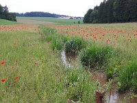 Erosionsschutz 1  Bodenschutzprojekt mit einer Einsaat von heimischen Pflanzen als Ufervegetation.