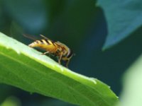 Schwebfliege 1  Schwebfliegen ernähren sich normalerweise von Pollen und Nektar. Offensichtlich mögen Sie auch den Honigtau der Blattläuse. Sie Schwebfliegenlarve frisst übrigens Blattläuse.