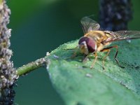 Schwebfliege  Schwebfliegen ernähren sich normalerweise von Pollen und Nektar. Offensichtlich mögen Sie auch den Honigtau der Blattläuse. Sie Schwebfliegenlarve frisst übrigens Blattläuse.