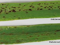 03 Fahnenblatt Gerste mit Ramularia  Bei Ramularia in der Gerste ist das Schadbild auf der Blattoberseite "stärker eingefärbt" als auf der  Unterseite