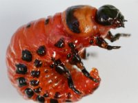 Kartoffelkäferlarve 2  Typische Käferlarve: Kopf - Brustteil mit 3 Beinpaaren - Hinterleib. In den schwarzen Flecken sieht man die Öffnungen (Stigmen) der Tracheenatmung.
